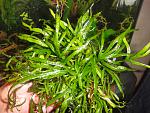 Microsorum sp. "Trident"