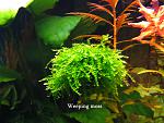 Weeping moss