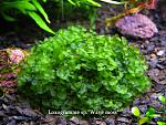 Loxogramme s.Wave moss