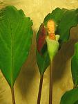 IMG 4978