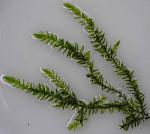 Fontinalis hypnoides