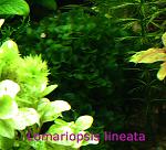 Lomariopsis lineata