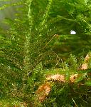 Triangle Moss 1