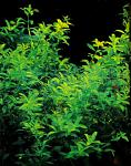 hemianrhus micranthemoides
