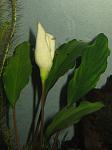 IMG 4937