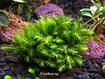 Fissidens sp.