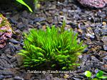 Fissidens sp. Himehouougoke