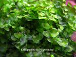 Loxogramme s.Wave moss