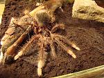 Theraphosa apophysis L4
