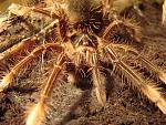 Theraphosa apophysis L4