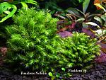 Fissidens Nobilis+Fissidens sp.