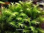 Fissidens sp.