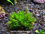 Fissidens sp. Himehouougoke