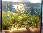 Ludwigia palustris