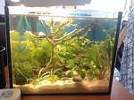 Ludwigia palustris