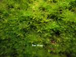 Star Moss
