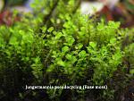 Jungermannia pseudocyclop (Rose moss)