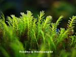 Fissidens sp. Himehouougoke