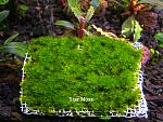 Star Moss