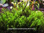 Jungermannia pseudocyclop (Rose moss)