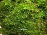 Star Moss