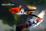 prodam mechenoscy koi sanke trehcvetnye  d4dc 1337195905517036 1[1]