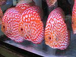 IMG 6825