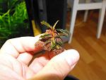 DSCF6239