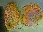 IMG 6778