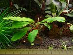 Bucephalandra sp. Treasure 2011, West Kalimantan