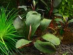 Bucephalandra sp. Bodok