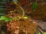 Bucephalandra sp. Kapit
