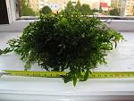 IMG 0505