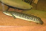 IMG 5370