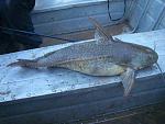 granulated catfish