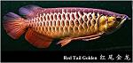 Red Tail Golden Arowana (RTG)[1]