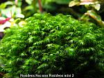 Fissidens fox