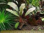 Bucephalandra sp. Semuntai 1