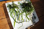 Microsorum pteropus Narrow   