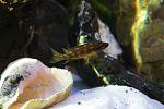 neolamprologus buescheri kamakonde