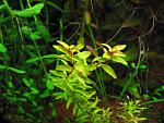 Rotala macrandra  Green Narrow Leaf