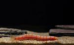 zpost IMG 9203a[1]