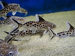 synodontis multipunctatus 02c[1]