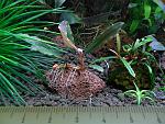 Bucephalandra sp. Metallic Wave