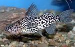 Synodontis schoutedeni[1]