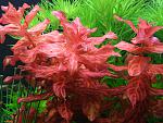 Rotala Variegated 