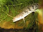 IMG 5458