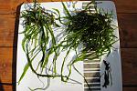 Microsorum pteropus Narrow   