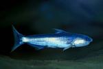 cetopsis coecutiens 2 288x192[1]