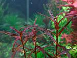 Rotala Florida